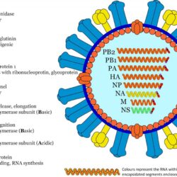 Vogelgrippe flu avian influenza doccheck