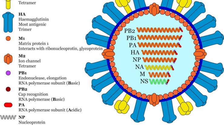 Vogelgrippe flu avian influenza doccheck