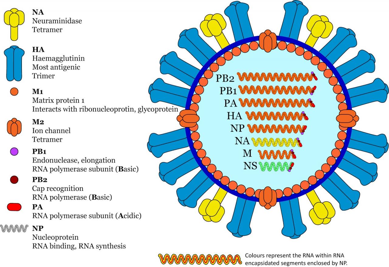 Vogelgrippe flu avian influenza doccheck