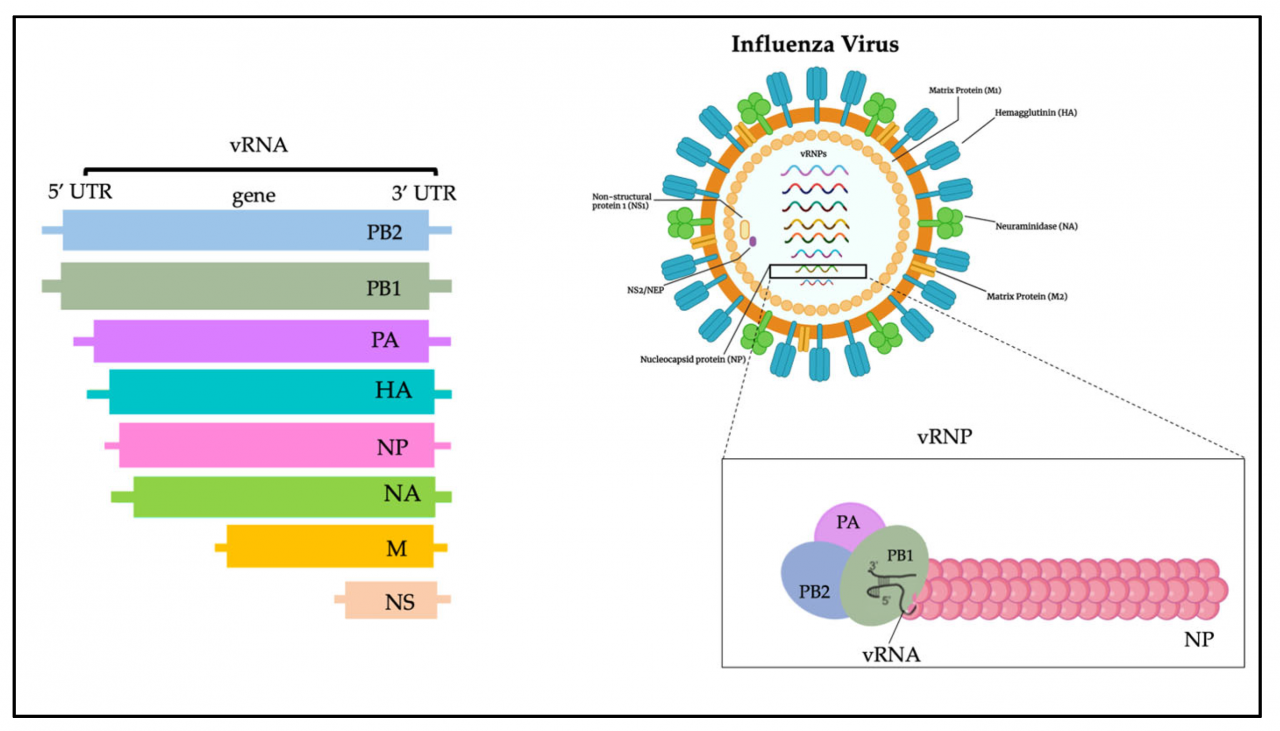 Influenza ignore headlines conclusions virology