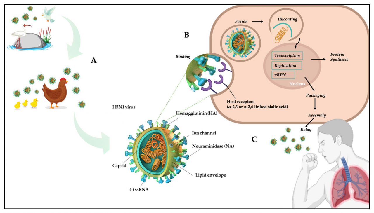 H5n1 who